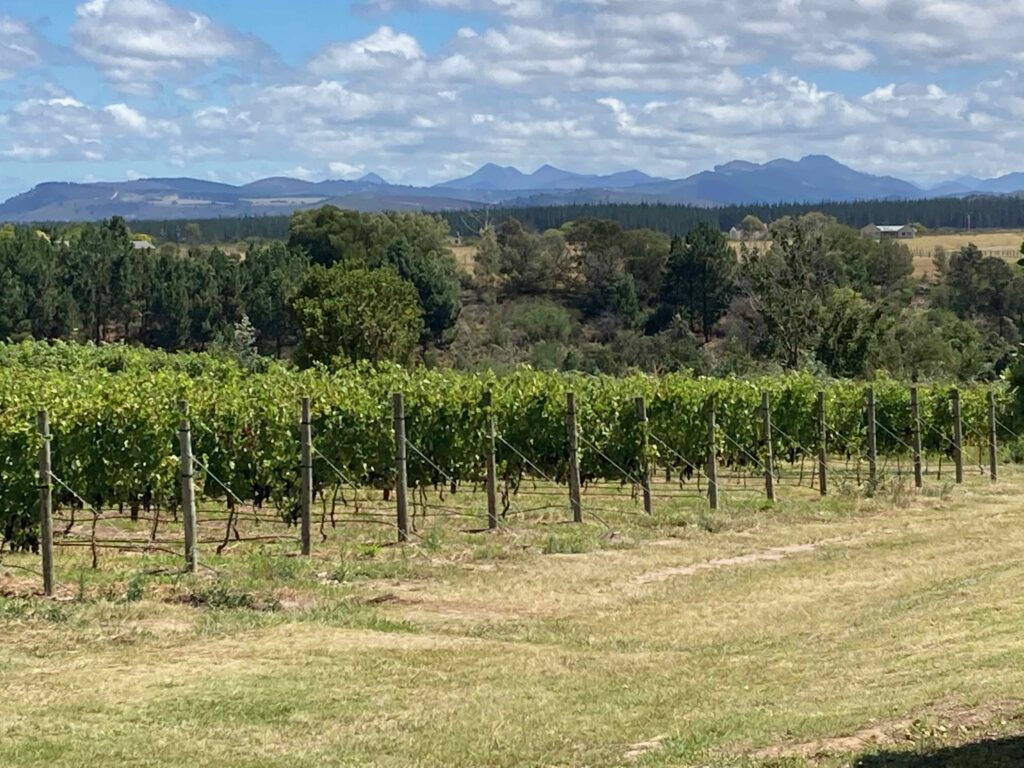 Diverse Weinbaugebiete sind auf der neuen Weinroute von Plettenberg Bay, Südafrika, zusammengefasst.