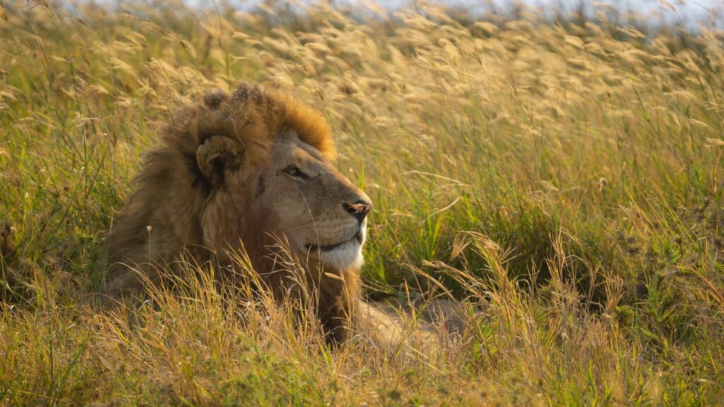 Auswandern nach Südafrika – Big Five