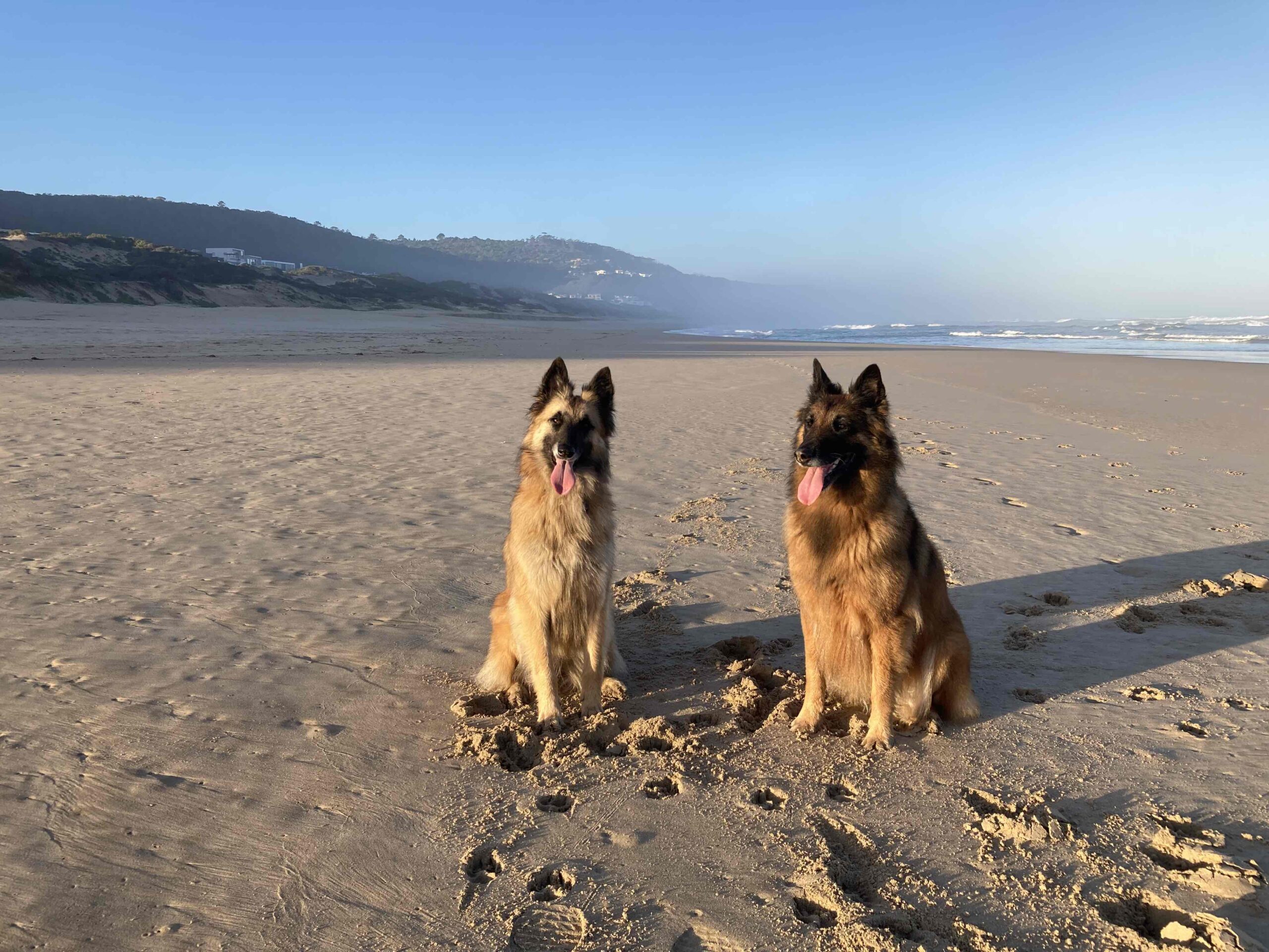 Fliegen mit Hund und Katze nach Südafrika